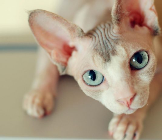 Gato Esfinge o Gato Sphynx | 10 Curiosidades que le hacen MUY especial gato esfinge