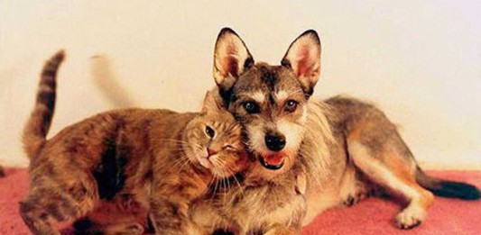 Ginny la perrita que salvó a más de 1000 gatos