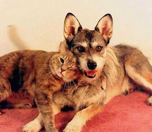 Ginny la perrita que salvó a más de 1000 gatos