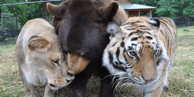 un tigre, un oso y un léon