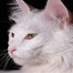 7 tipos de gatos que sí querrán meterse en el agua contigo