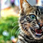 7 tipos de gatos que sí querrán meterse en el agua contigo