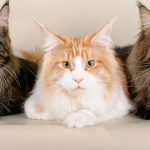 7 tipos de gatos que sí querrán meterse en el agua contigo