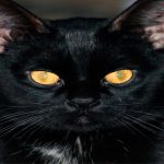 7 tipos de gatos que sí querrán meterse en el agua contigo