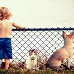 7 tipos de gatos que sí querrán meterse en el agua contigo