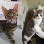 7 tipos de gatos que sí querrán meterse en el agua contigo