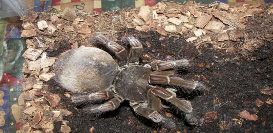 ¿Conoces la araña más grande del mundo?