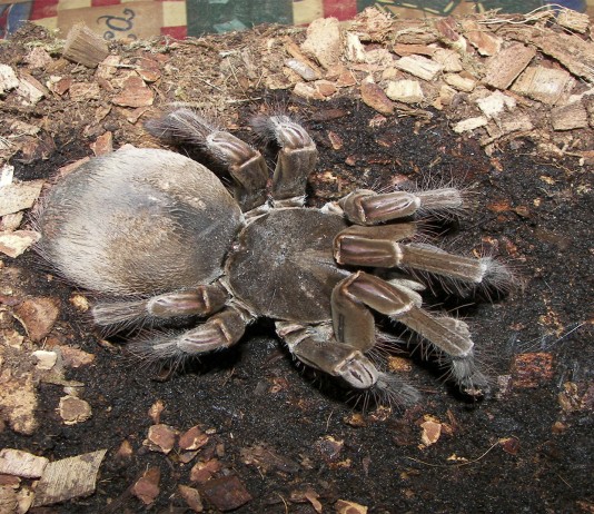 ¿Conoces la araña más grande del mundo? ¿Conoces la araña más grande del mundo?
