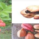 8 frutas MUY raras y exóticas