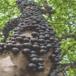 Jabuticaba y 8 frutas MUY raras