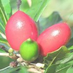 Miracle fruit y 8 frutas MUY raras