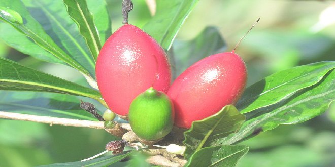Miracle fruit y 8 frutas MUY raras