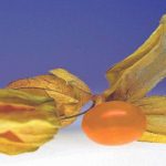 8 frutas MUY raras: Physalis