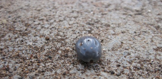 Un poderosísimo chupasangre: la garrapata