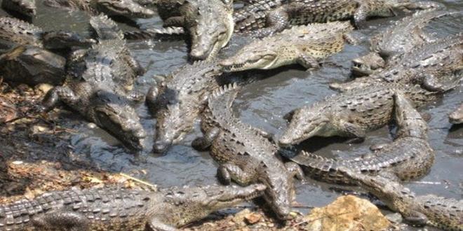 Isla Ramree: los cocodrilos devoraron a casi 1.000 soldados