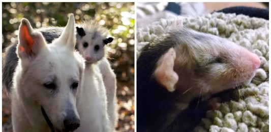 La entrañable historia del perro que ha adoptado una zarigüella