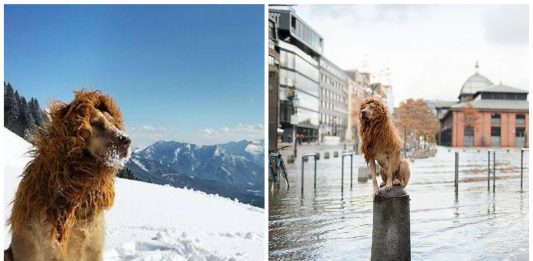 Tschikko, el león que representa a todos los perros callejeros