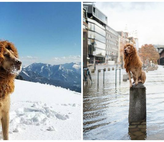 Tschikko, el león que representa a todos los perros callejeros