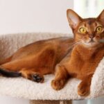 por que a los gatos no les gusta el agua