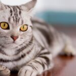 por que a los gatos no les gusta el agua
