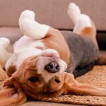 ansiedad-en-perro