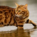 gatos que les gusta el agua
