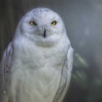 10 curiosidades sobre los búhos