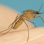 mosquito culex molestus