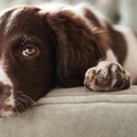 curiosidades-perros