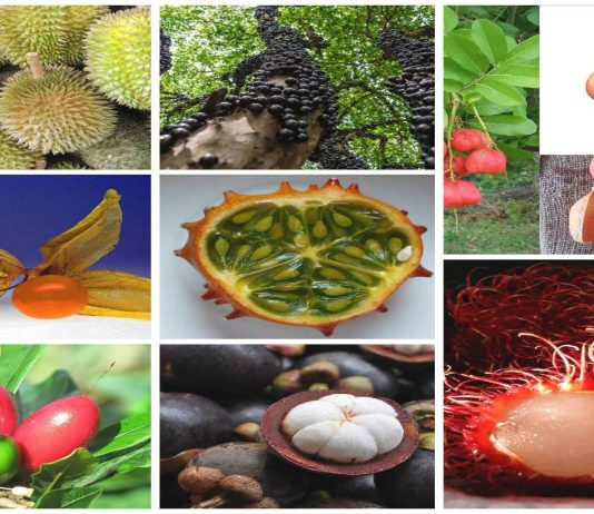 8 frutas MUY raras que ¿probarías?