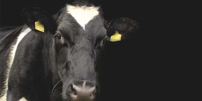 5 mitos sobre el consumo de leche