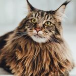 Gatos de Agua