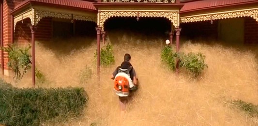 La curiosa invasión en Australia de una «planta peluda» La curiosa invasión en Australia de una "planta peluda"