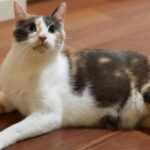 felinos de agua