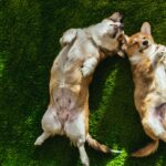 por-que-los-perros-dan-vueltas-antes-de-acostarse