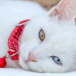 gato Van Turco