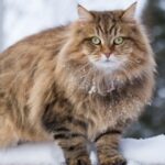 felinos de agua