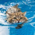 Gatos de Agua. Supercurioso