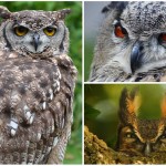 10 curiosidades sobre los búhos
