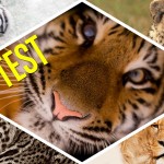 TEST ¿Qué gran felino serías?