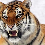 tigre