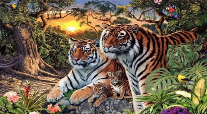 test visual tigres