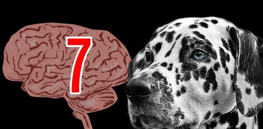 7 datos que reafirman la Inteligencia de los Animales 7 datos que reafirman la Inteligencia de los Animales