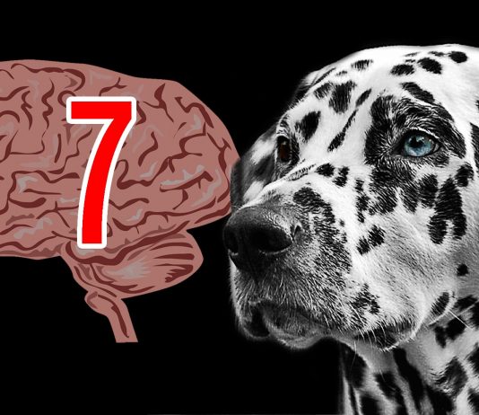 7 datos que reafirman la Inteligencia de los Animales