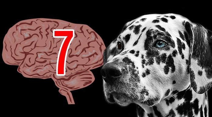 7 datos que reafirman la Inteligencia de los Animales
