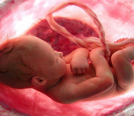 ¿Con qué sueñan los bebés que aún están en el vientre materno? Con qué sueñan los bebés que aún están en el vientre materno