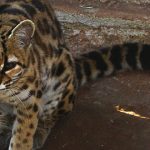 2 sorprendentes felinos americanos