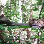 2 sorprendentes felinos americanos