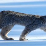 2 sorprendentes felinos americanos