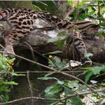 2 sorprendentes felinos americanos